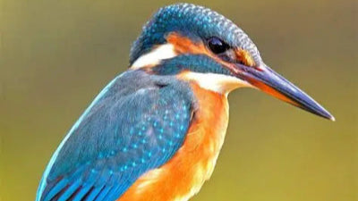 Kingfisher Balloons